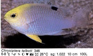 Chrysiptera talboti